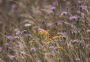 wild meadow kwietna łąka climate lifting