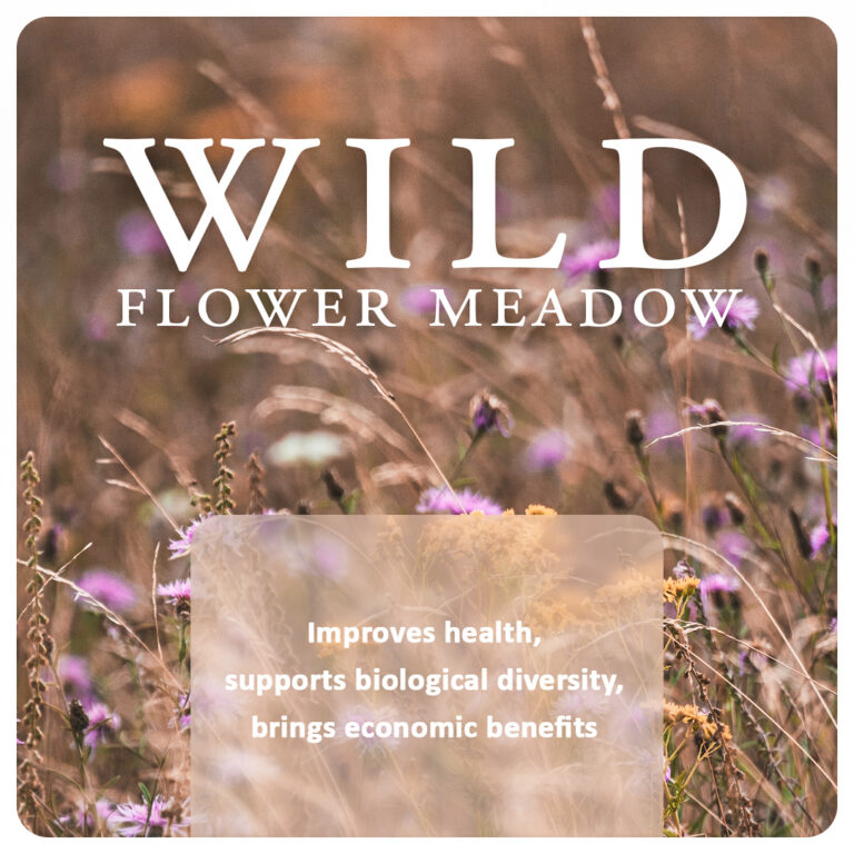 wild flower meadow climatelifting